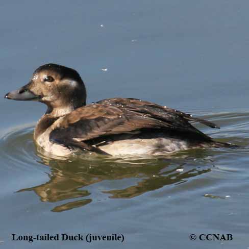 Long-tailed Duck