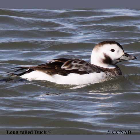 Long-tailed Duck