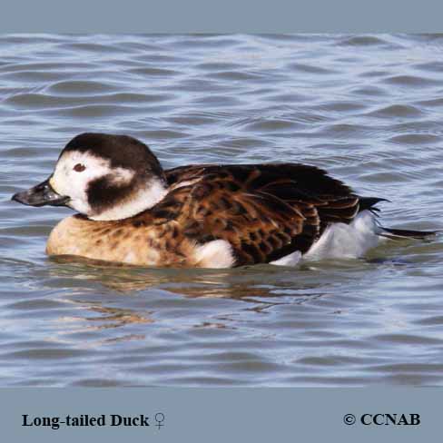 Long-tailed Duck