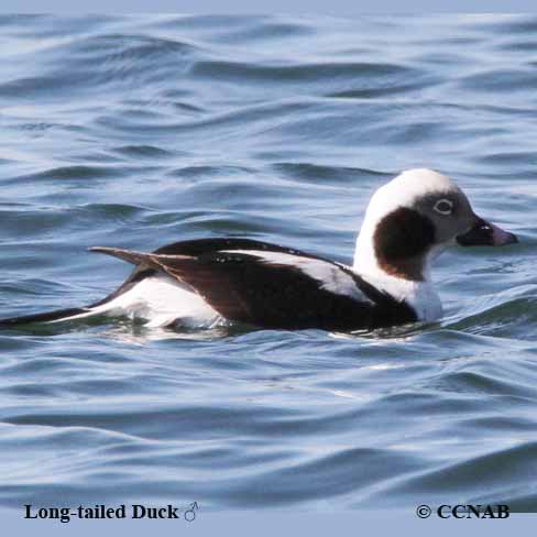 Long-tailed Duck