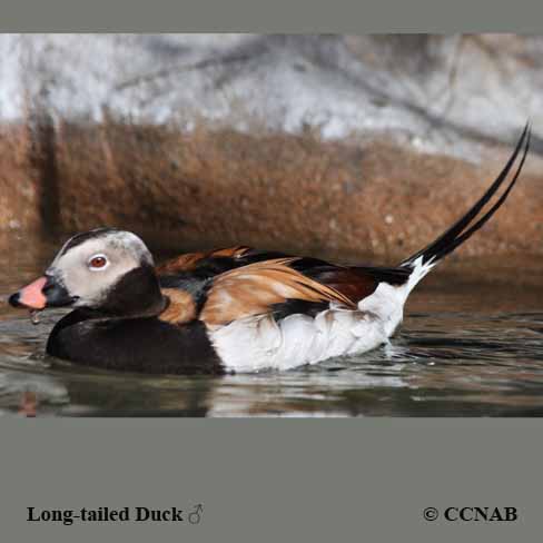 Long-tailed Duck