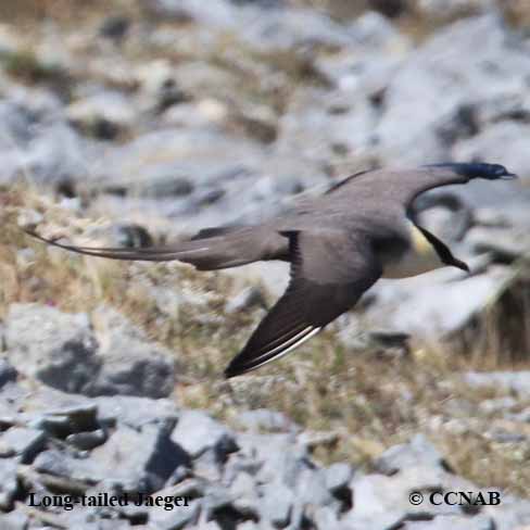 Long-tailed Jaeger