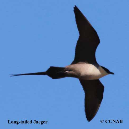 Long-tailed Jaeger