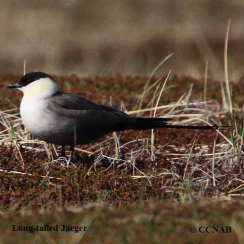 Long-tailed Jaeger