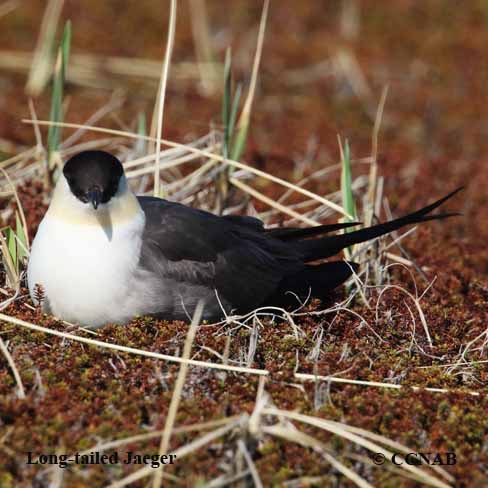 Birds of North America