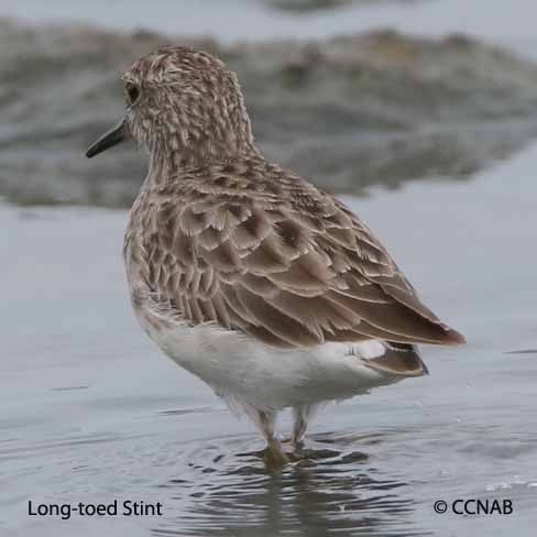 Long-toed Stint