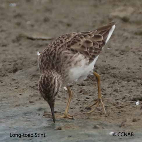 Long-toed Stint