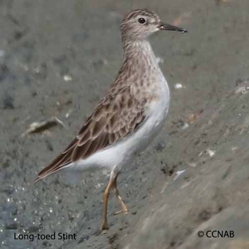 Long-toed Stint