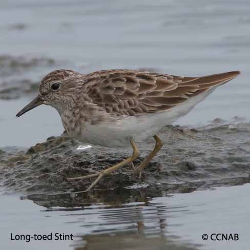 Long-toed Stint