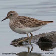 Long-toed Stint