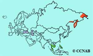 Long-toed Stint range map