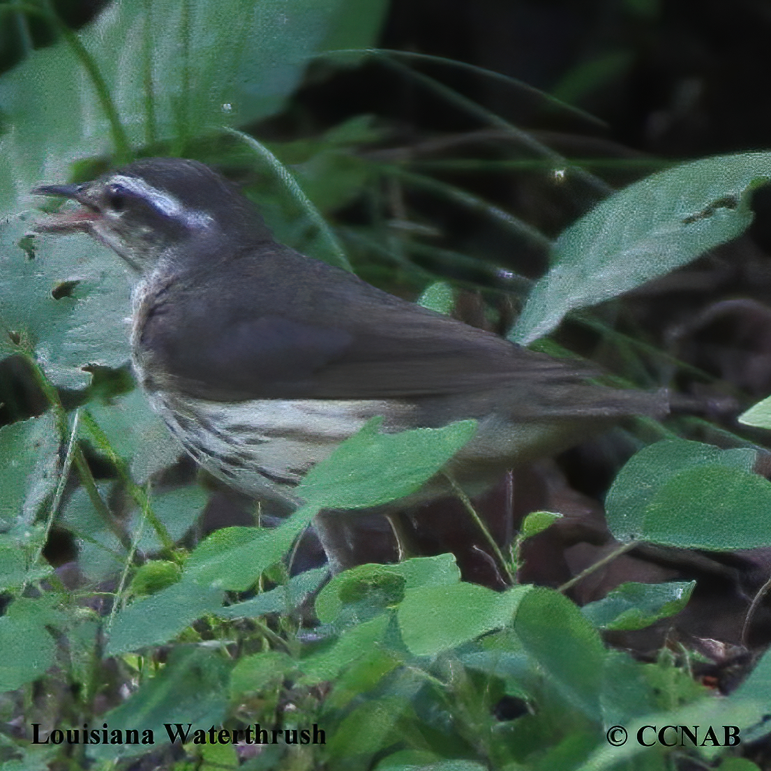 Louisiana Waterthrush