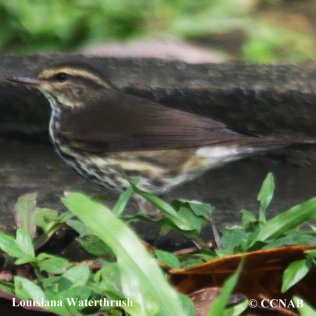 Louisiana Waterthrush