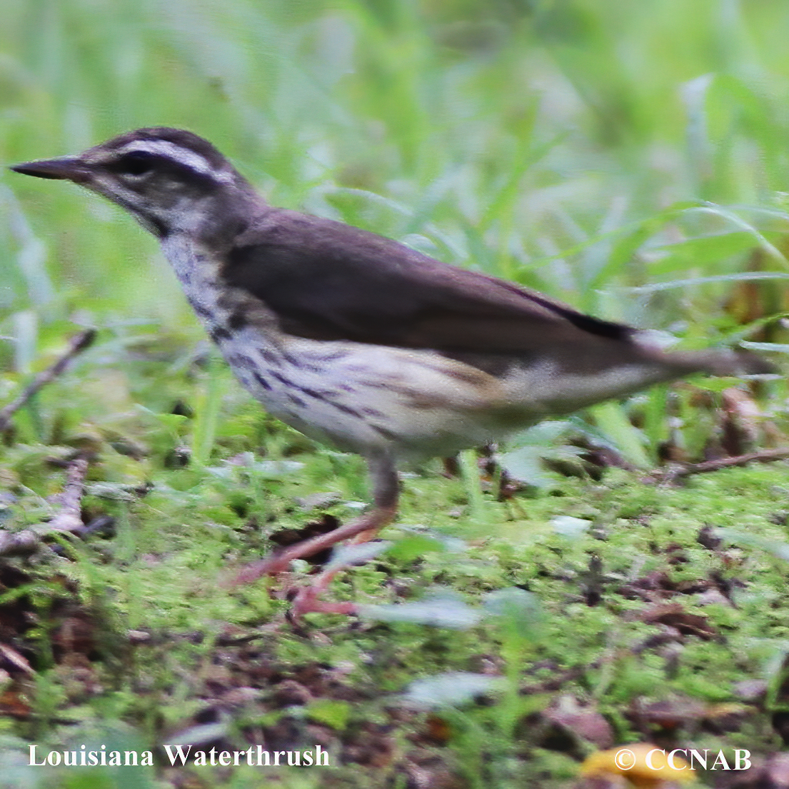 Louisiana Waterthrush