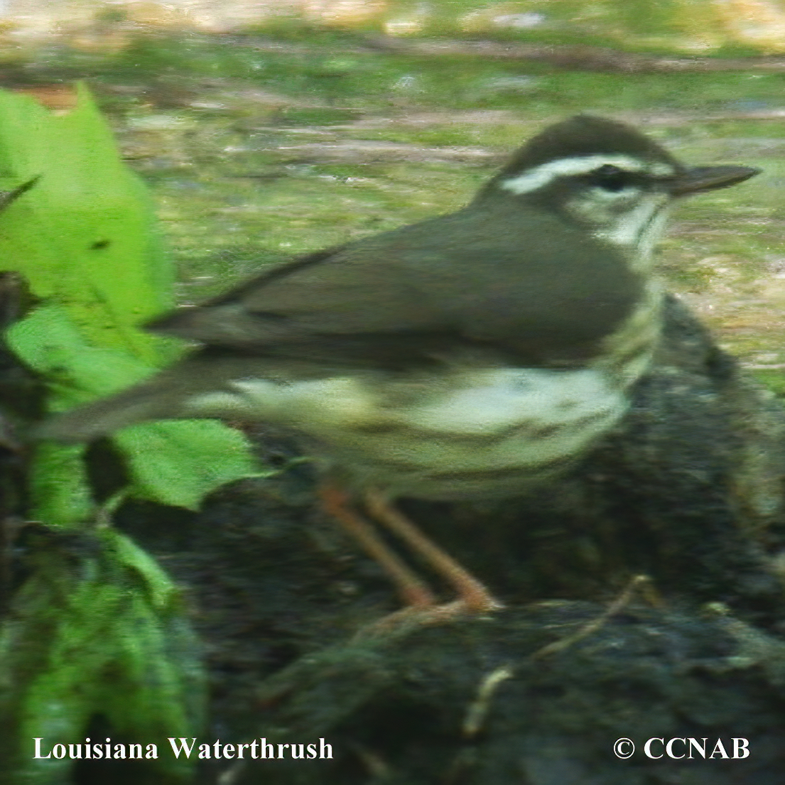 Louisiana Waterthrush