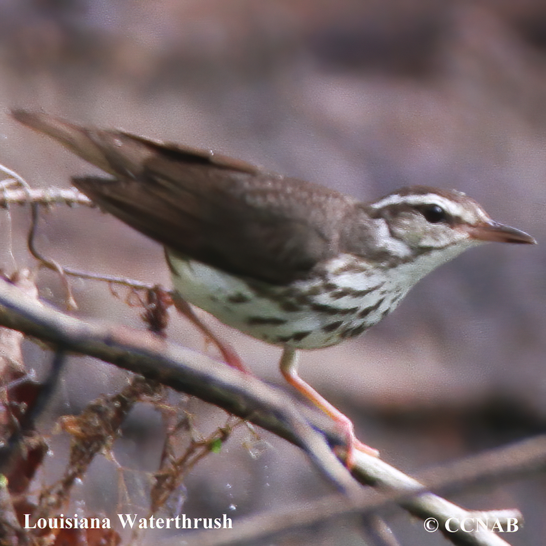 Louisiana Waterthrush