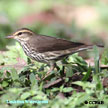 Louisiana Waterthrush songs and calls