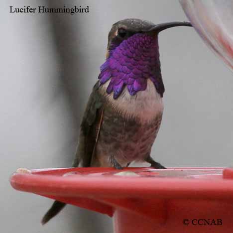 Lucifer Hummingbird