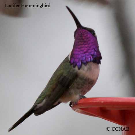 Lucifer Hummingbird