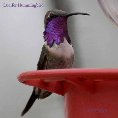 Lucifer Hummingbird