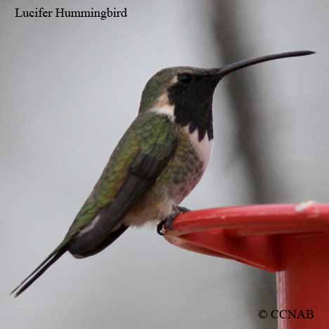 Lucifer Hummingbird