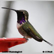 Lucifer Hummingbird