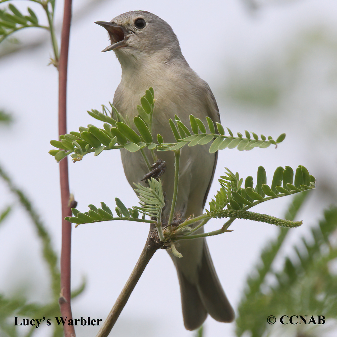 Lucy's Warbler