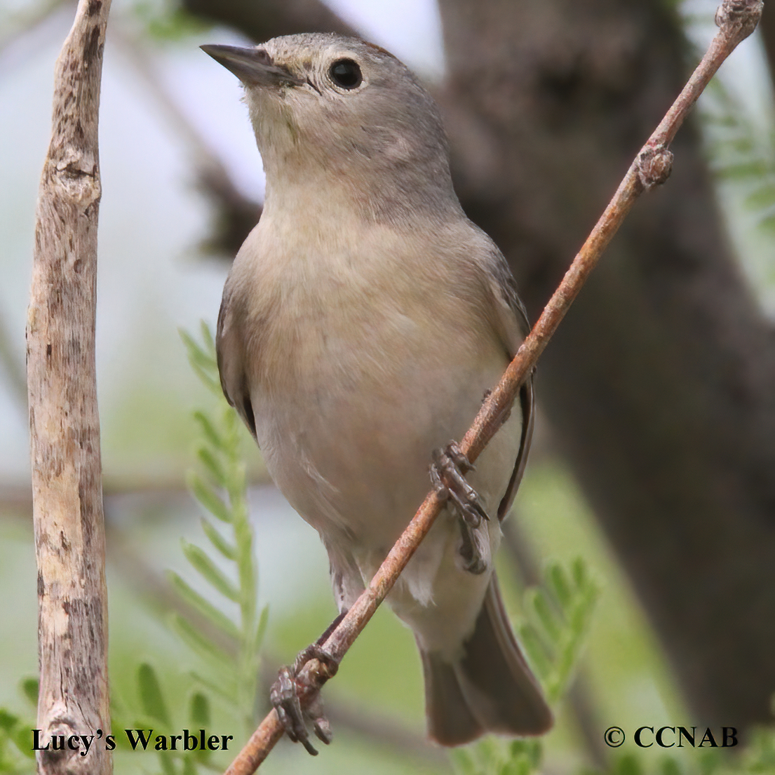 Lucy's Warbler