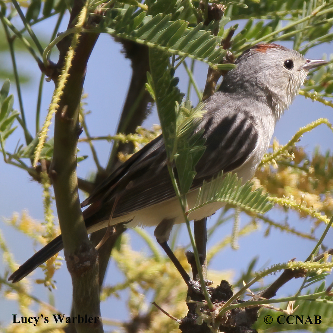 Birds of North America