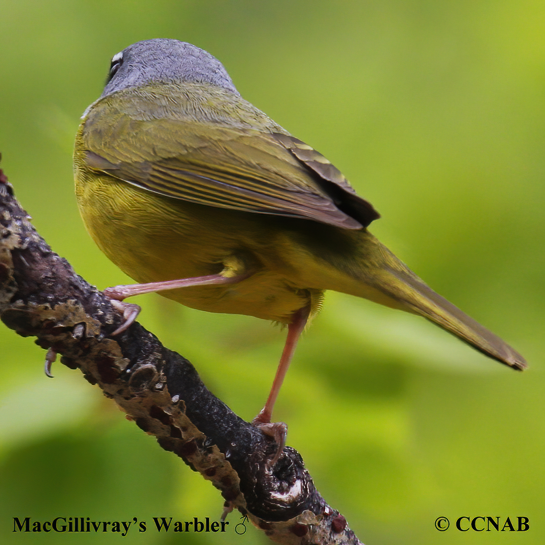 MacGillivray's Warbler