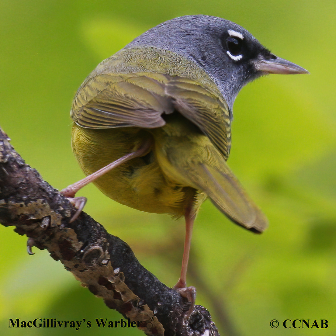 MacGillivray's Warbler