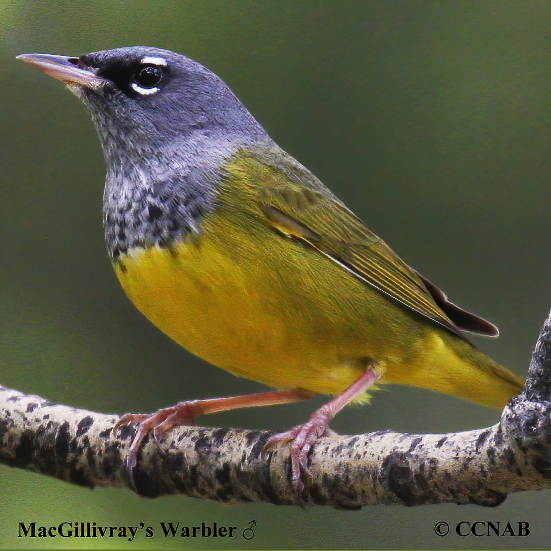 MacGillivray's Warbler