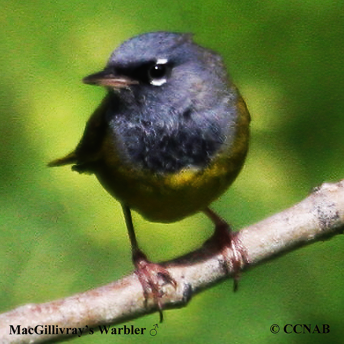 MacGillivray's Warbler