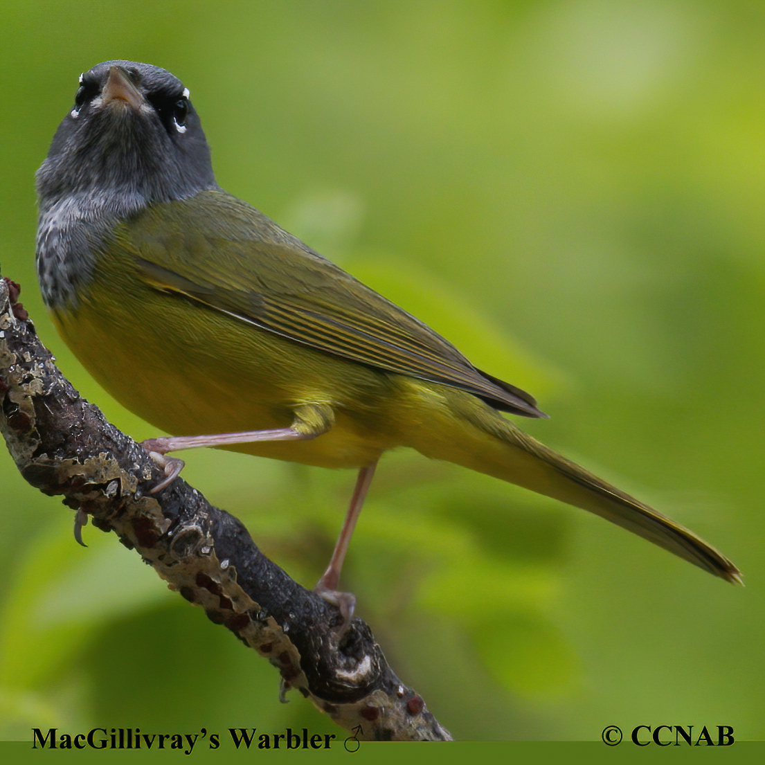 Birds of North America