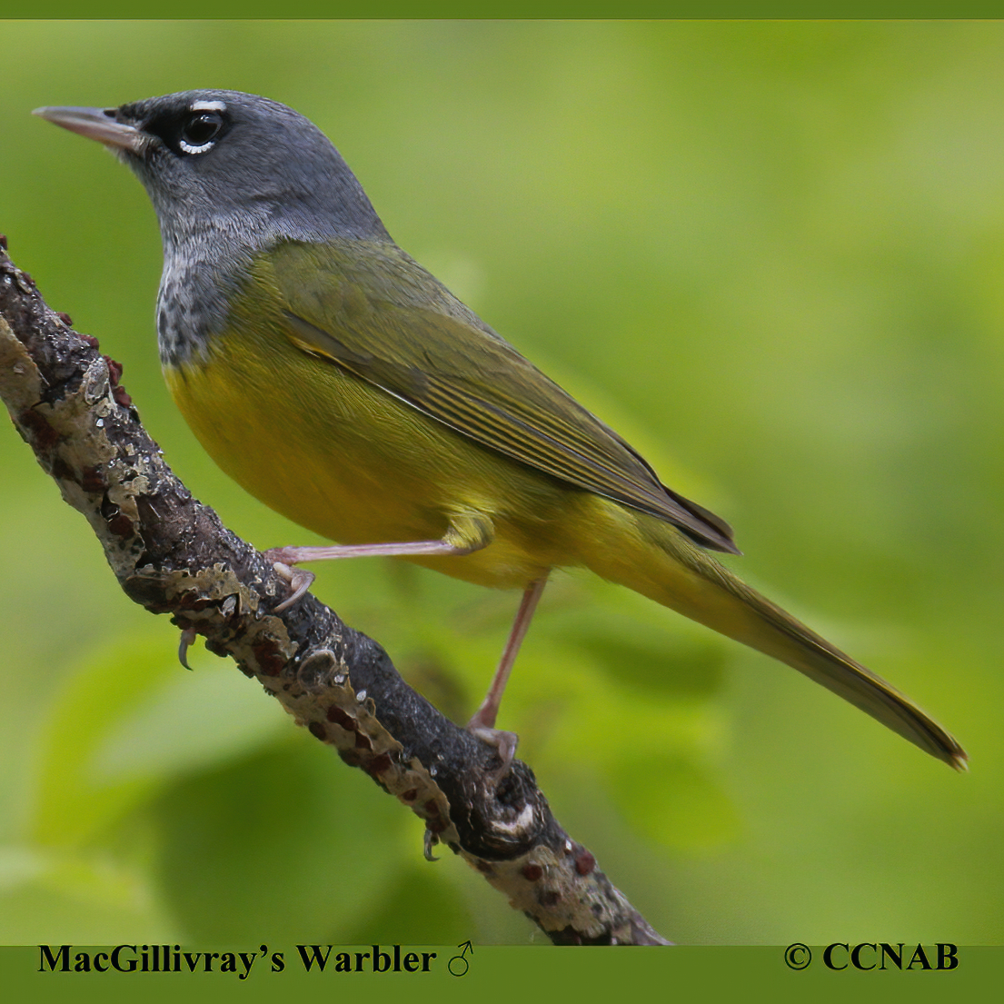 MacGillivray's Warbler