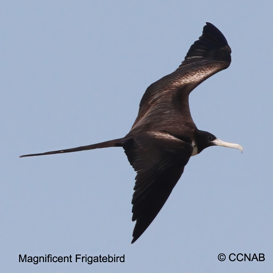 Magnificent Frigatebird