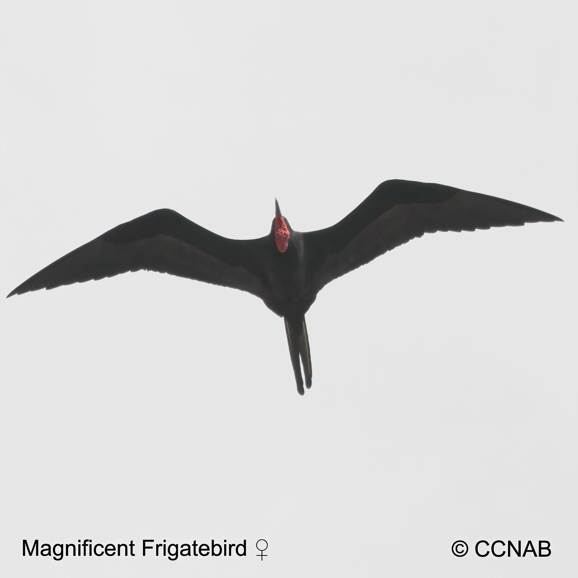 Magnificent Frigatebird