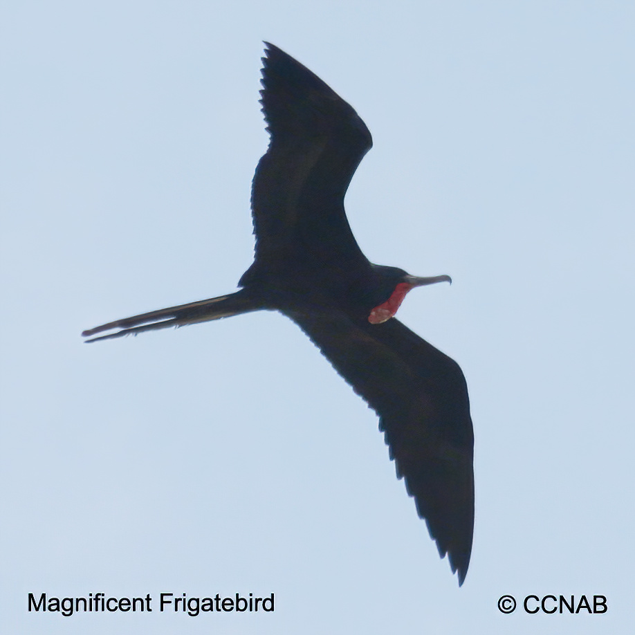 Magnificent Frigatebird