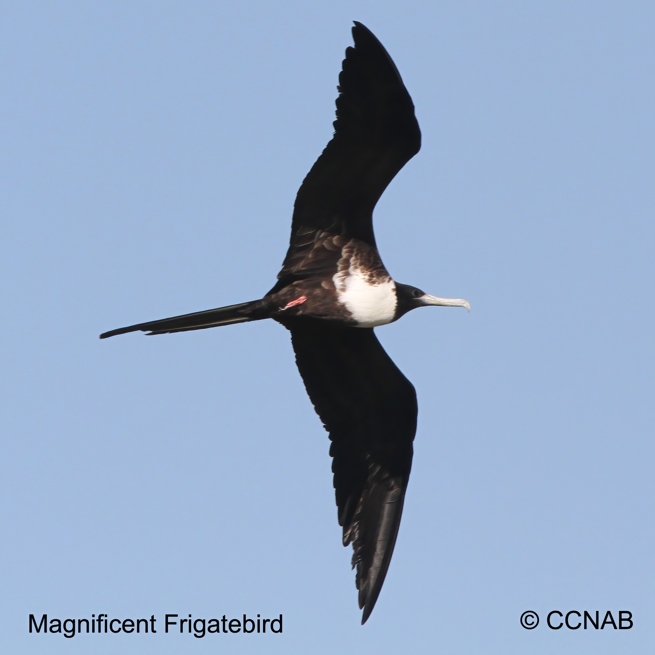 Magnificent Frigatebird