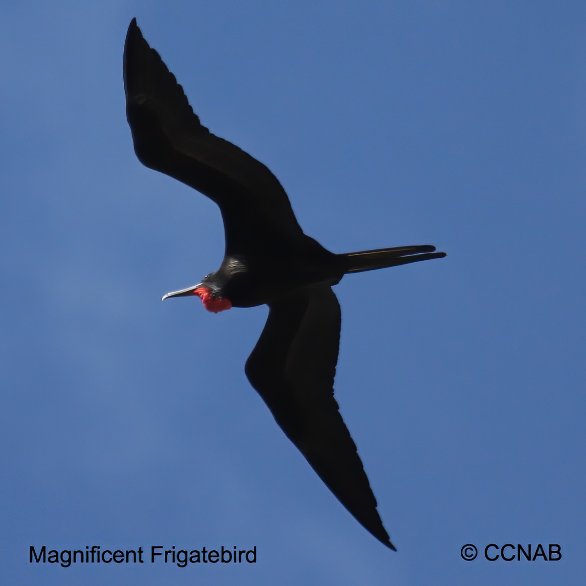 Magnificent Frigatebird