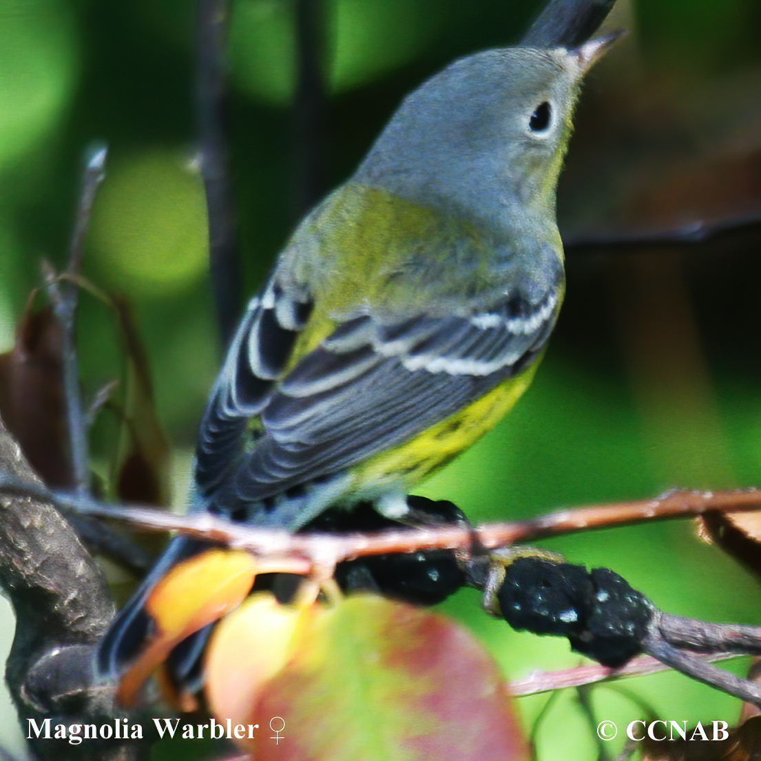 Magnolia Warbler