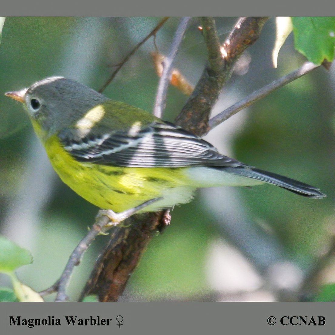 Magnolia Warbler