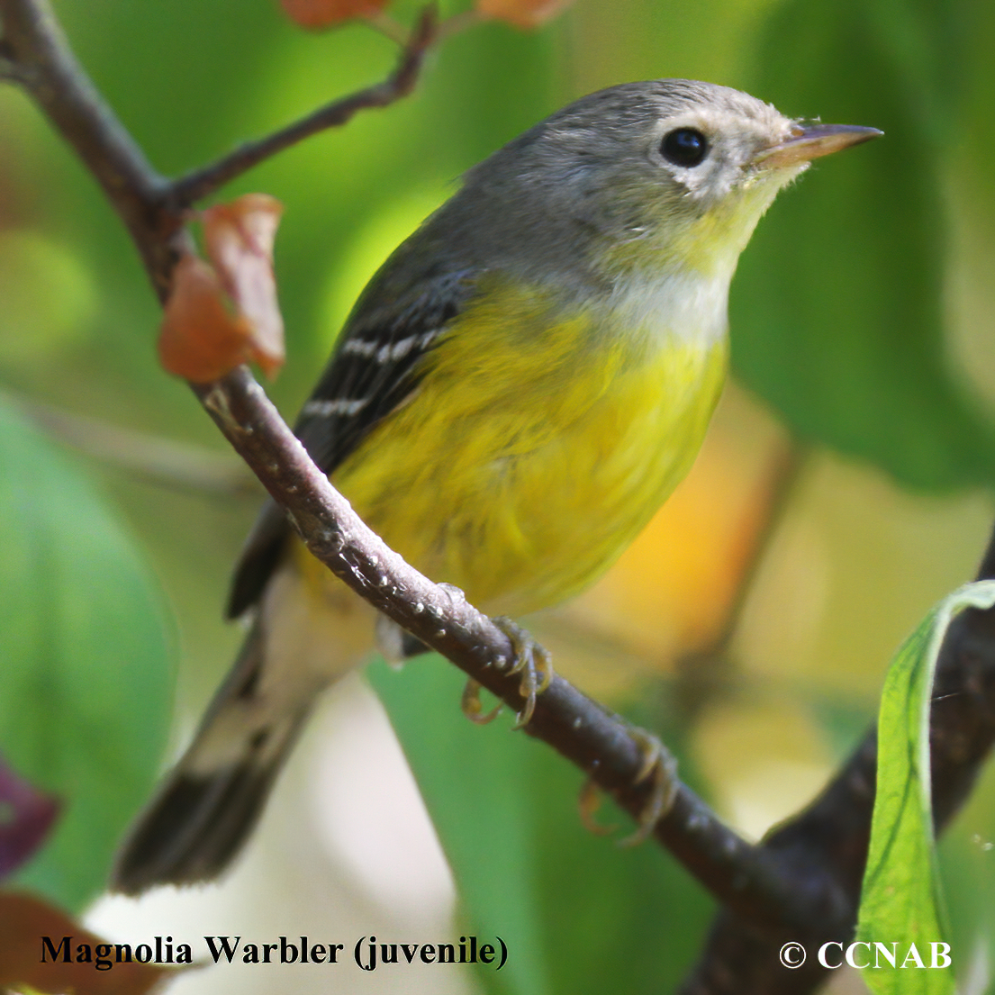 Magnolia Warbler