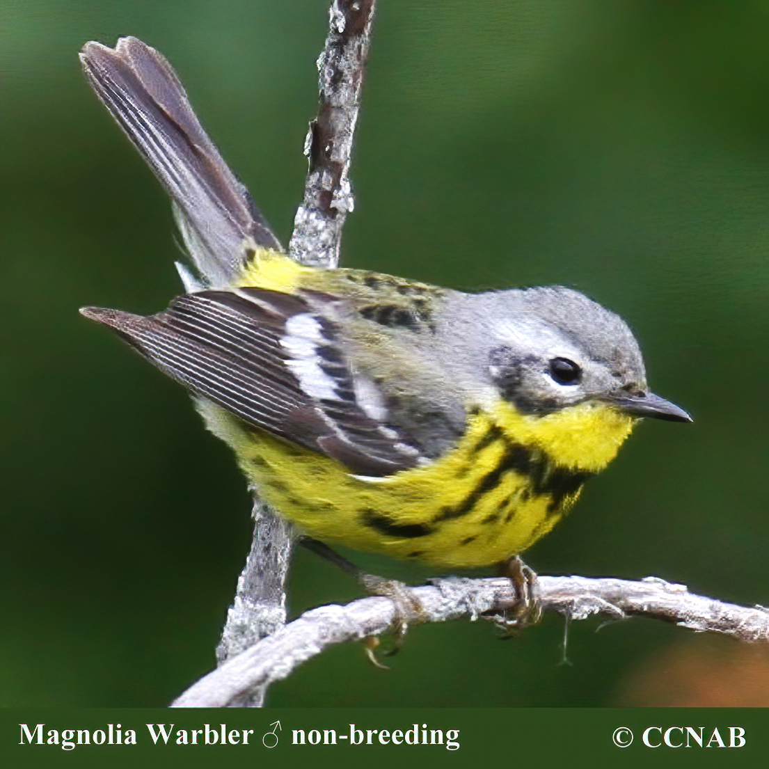 Magnolia Warbler