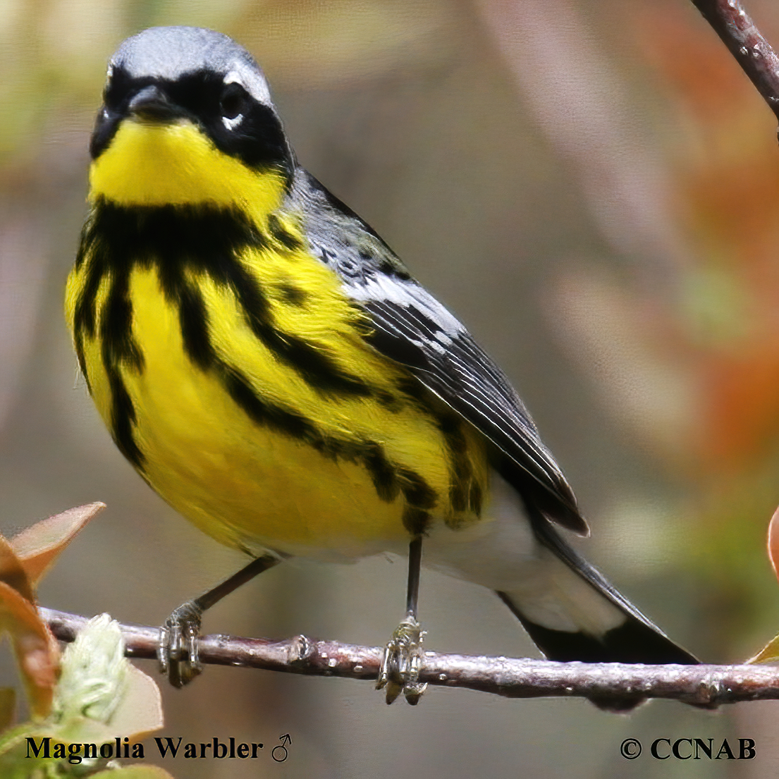 Birds of North America