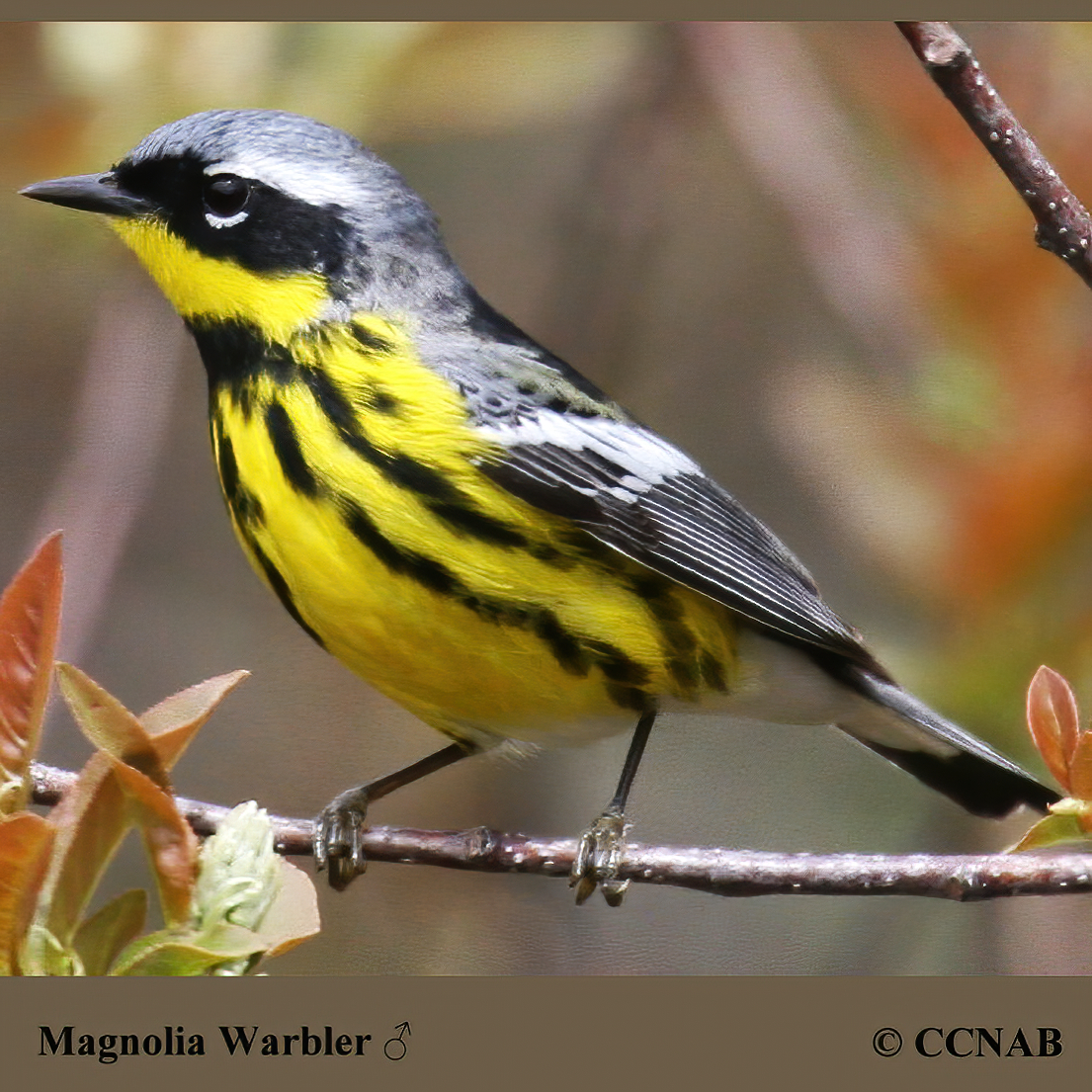 Magnolia Warbler