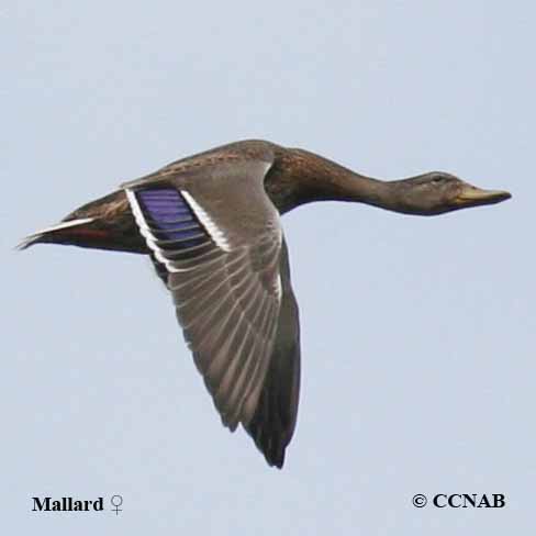 Mallard