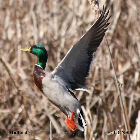 Mallard