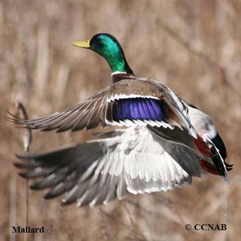 Mallard