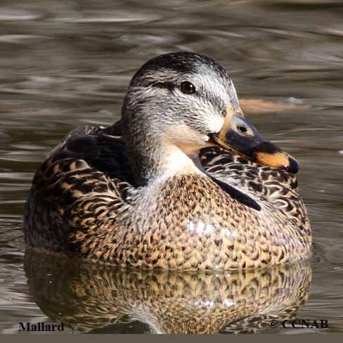 Mallard